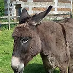 Clos Masure Blevillot