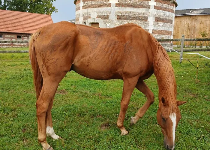 Σπίτι διακοπών Clos Masure Blevillot *